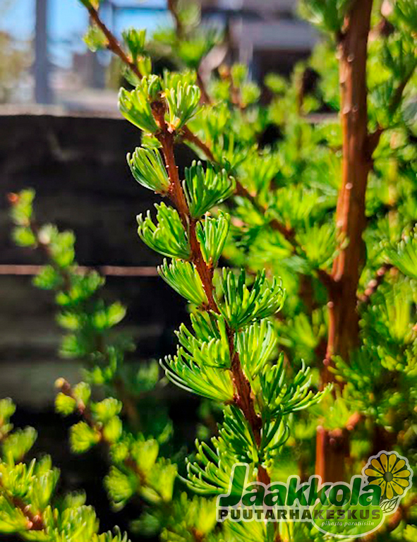 JAPANINLEHTIKUUSI JAKOBSEN'S PYRAMID - Muut havukasvit - 2001295400009 - 1