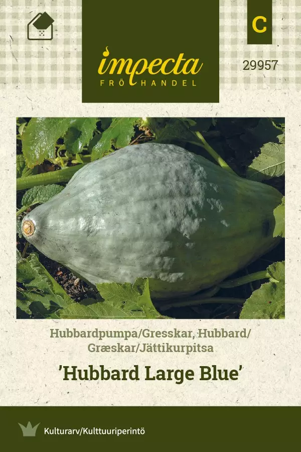 JÄTTIKURPITSA HUBBARD LARGE BLUE - Kurpitsan siemenet - 7332756299579 - 1