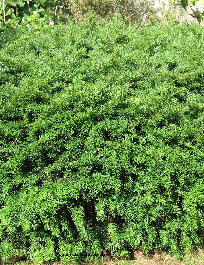 KÄÄPIÖJAPANINMARJAKUUSI - Muut havukasvit - 2020808700009 - 1