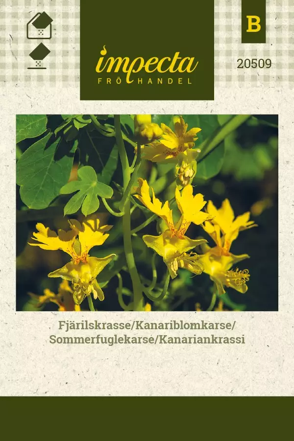 KANARIANKRASSI - Krassin siemenet - 7332756205099 - 1