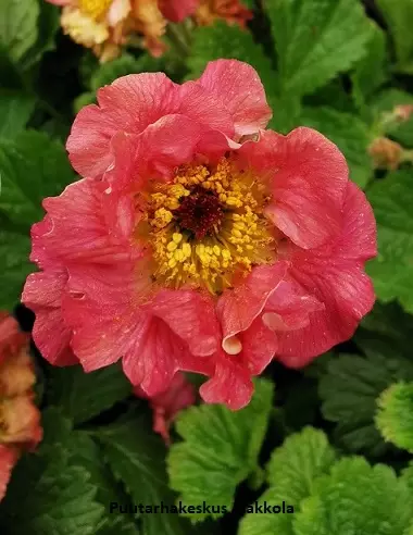 KELLUKKA BOHEMA PINK - Muut perennat - 2093410800009 - 1