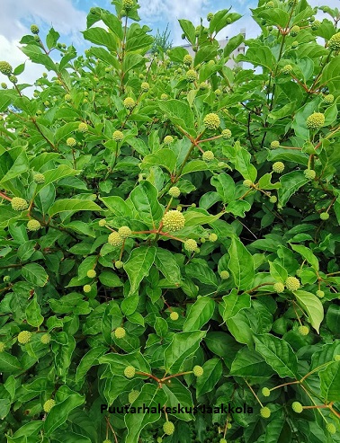 KERÄPENSAS FIBER OPTICS - Muut pensaat - 2020254200009 - 1