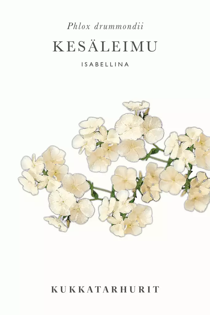 KESÄLEIMU ISABELLINA - Muut kesäkukkien siemenet - 6430081120429 - 1