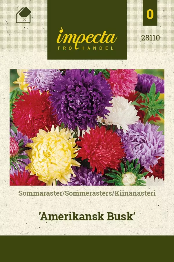 KIINANASTERI AMERIKANSK BUSK - Asterin siemenet - 7332756281109 - 1