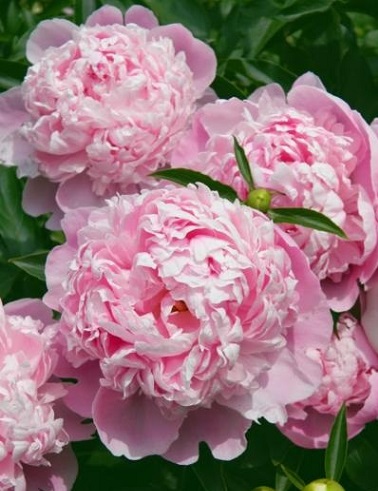 KIINANPIONI SARAH BERNHARD - Pionit - 2012477000009 - 1