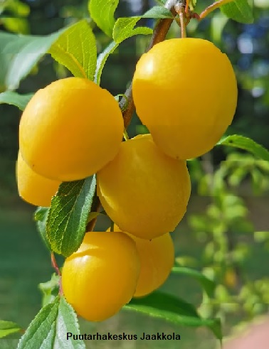 KIRSIKKALUUMU PIETARIN LAHJA - Luumupuut - 2002220500009 - 1