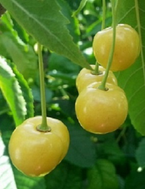 KIRSIKKAPUU LIETTUAN KELTAINEN - Kirsikkapuut - 2030494700009 - 1