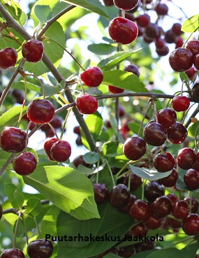 KIRSIKKAPUU TAMARIS - Kirsikkapuut - 2036255200009 - 1