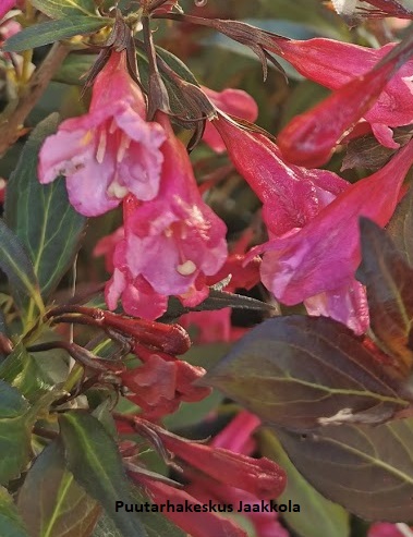 KOMEAKOTAKUUSAMA ALEXANDRA - Muut pensaat - 2082696200009 - 1