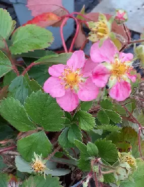 KUUKAUSIMANSIKKA ROSEA C2 - Muut perennat - 2005107200009 - 1