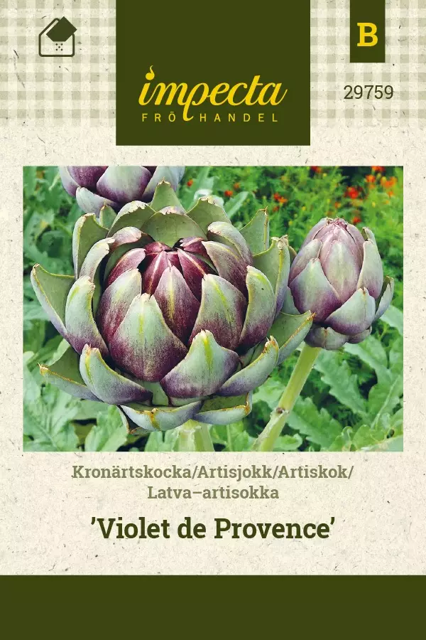 LATVA-ARTISOKKA VIOLET DE PROVENCE - Muut vihannesten siemenet - 7332756297599 - 1