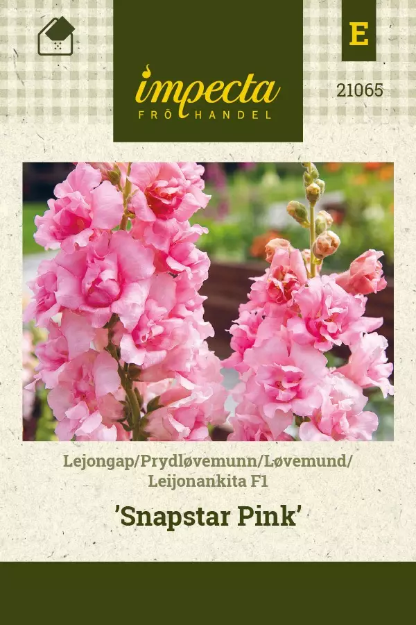 LEIJONANKITA SNAPSTAR PINK - Muut kesäkukkien siemenet - 7332756210659 - 1