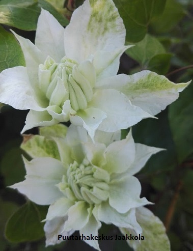 LOISTOKÄRHÖ MARIA CURIE - Kärhöt - 2020264100009 - 1