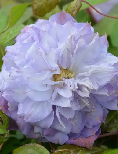 LOISTOKÄRHÖ VERONICAS´S CHOICE - Kärhöt - 2005189000009 - 1