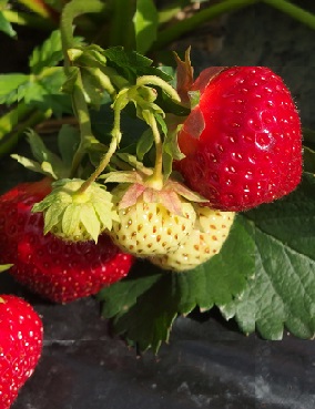 MANSIKKA KAUNOTAR 10 KPL - Mansikantaimet - 2001210700009 - 1