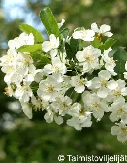 MARJAOMENAPENSAS RUNGOLLINEN - Koristeomenapuut - 2085100500009 - 1