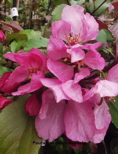 MARJAOMENAPENSAS SUSANNA - Muut pensaat - 2070568700009 - 1