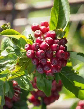 MARJAPIHLAJA BURKA - Pihlajat - 2000100600009 - 1