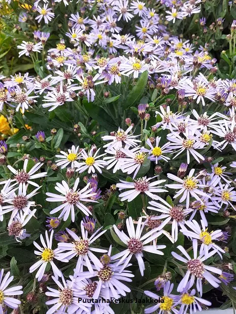 METSÄASTERI NANA BLUE - Muut perennat - 2005953900009 - 1