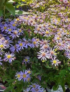 METSÄASTERI NANA BLUE - Muut perennat - 2005953900009 - 1