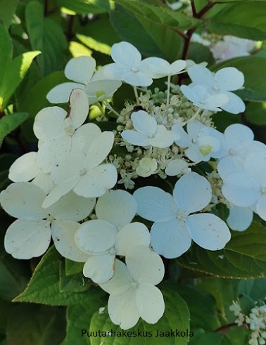 MUSTILANHORTENSIA - Hortensiat - 2021065700009 - 1