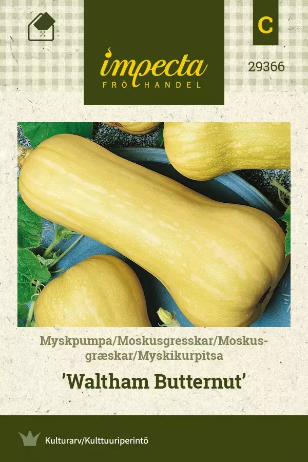 MYSKIKURPITSA WALTHAM BUTTERNUT - Kurpitsan siemenet - 7332756293669 - 1