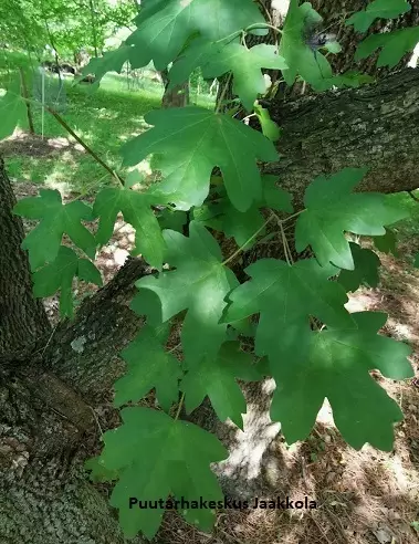 NIVERÄVAAHTERA - Vaahterat - 2020858200009 - 1