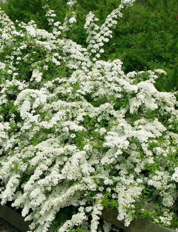 NORJANANGERVO 20 kpl / avojuurinen - Angervot - 2001412900009 - 1