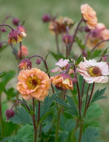 OJAKELLUKKA MAI TAI - Muut perennat - 2094252300009 - 1