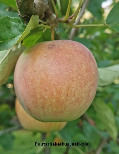 OMENAPUU ÅKERÖ hillittykasvuinen - Omenapuut - 2013227800009 - 1