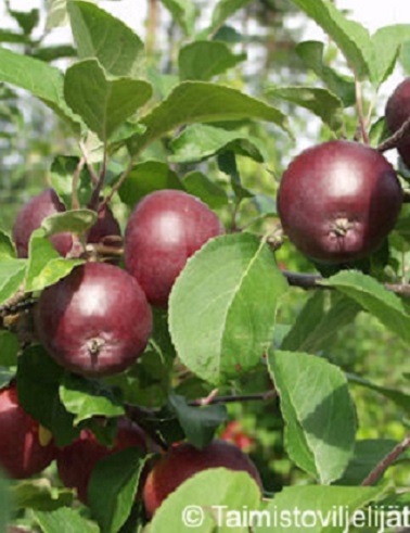 OMENAPUU PEKKA - Omenapuut - 2013207000009 - 1