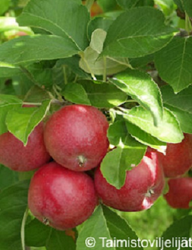 OMENAPUU SANDRA - Omenapuut - 2013193600009 - 1