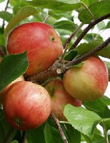 OMENAPUU SÄVSTAHOLM - Omenapuut - 2013009000009 - 1