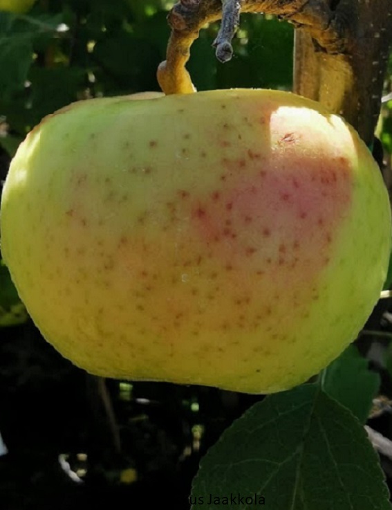 OMENAPUU VUOKKO - Omenapuut - 2013237700009 - 1