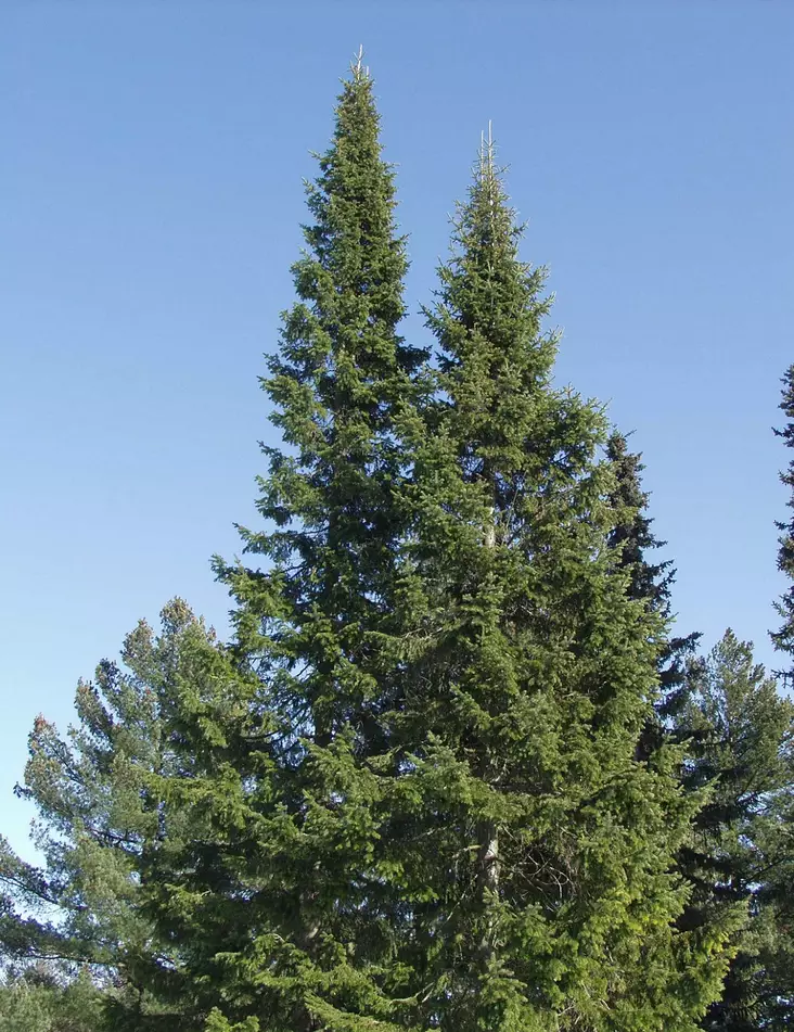 PALSAMIPIHTA - Pihdat - 2000210800009 - 1