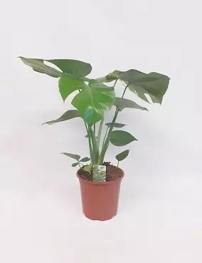 PEIKONLEHTI 19 CM RUUKKU - Peikonlehdet - 2046641600009 - 1