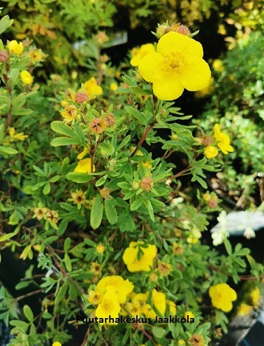 PENSASHANHIKKI KOBOLT - Hanhikit - 2000170900009 - 1