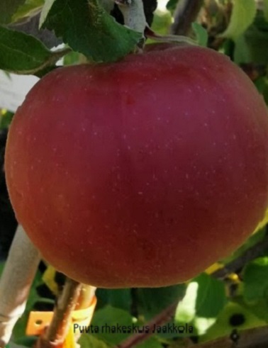 PERHEOMENAPUU 3-LAJIKKEEN - Omenapuut - 2000184000009 - 1