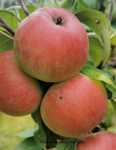 PILARIOMENAPUU BAIBA - Omenapuut - 2020003800009 - 1