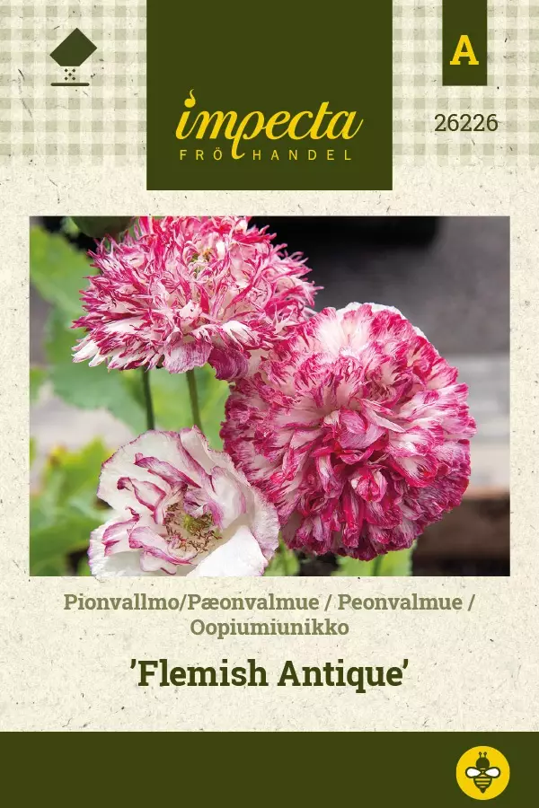 PIONIUNIKKO FLEMISH ANTIQUE - Muut kesäkukkien siemenet - 7332756262269 - 1