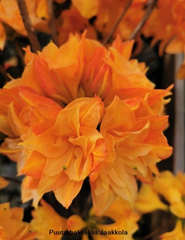 PUISTOATSALEA CSARDAS - Atsaleat - 2008503900009 - 1