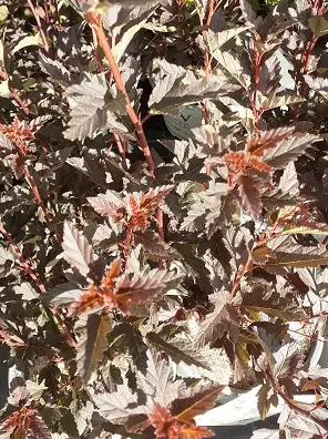 PURPPURAHEISIANGERVO TINY WINE - Heisiangervot - 2093668300009 - 1