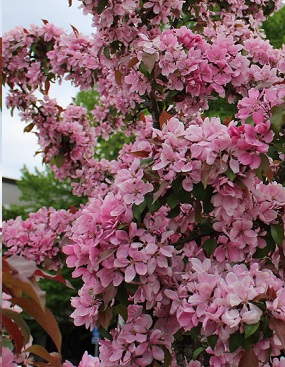 PURPPURAOMENAPUU HOPA - Koristeomenapuut - 2060710100009 - 1