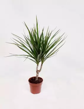 REUNUSTRAAKKIPUU 12 CM RUUKKU - Traakkipuut - 2042003200009 - 1