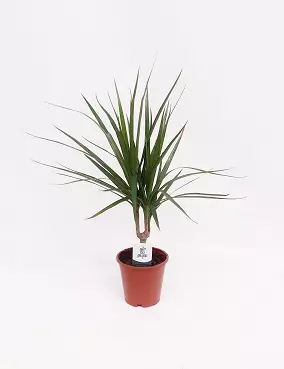 REUNUSTRAAKKIPUU 12 CM RUUKKU - Traakkipuut - 2042003200009 - 1