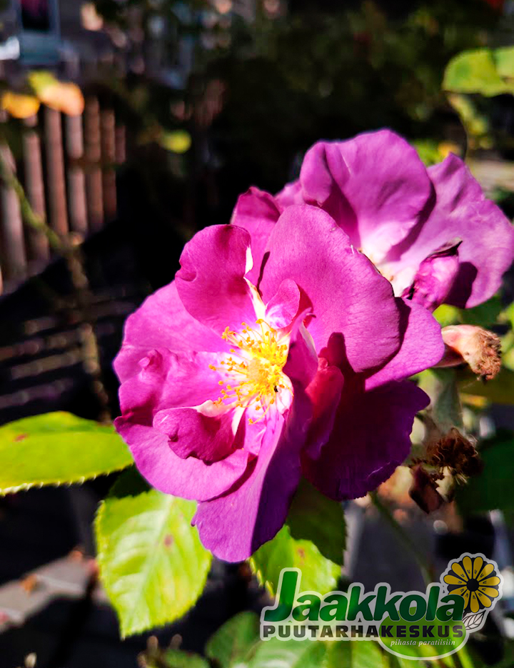 RHAPSODY IN BLUE RUUSU - Pensasruusut - 2040430400009 - 1