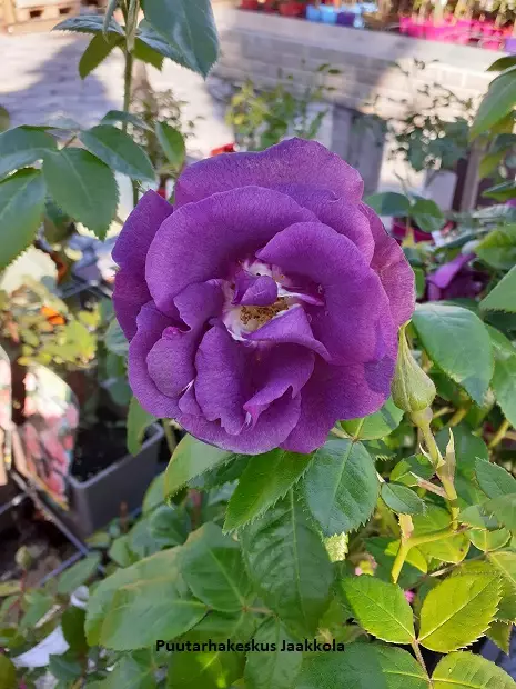RHAPSODY IN BLUE RUUSU - Pensasruusut - 2040430400009 - 1
