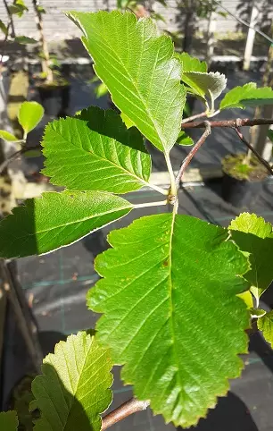 RUOTSINPIHLAJA - Pihlajat - 2013529300009 - 1