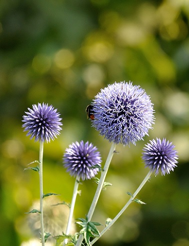 SINIPALLO-OHDAKE - Muut perennat - 2070821900009 - 1