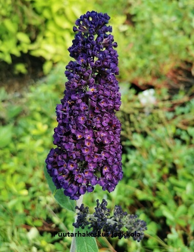 SYYSSYRIKKÄ BLACK KNIGHT - Muut pensaat - 2000181100009 - 1